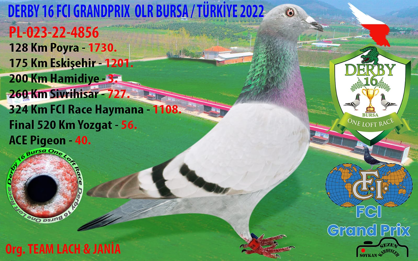 PL023-22-4856 DİŞİ / KENDİSİ YARIŞMIŞ DERBY 16  - 52 FİNAL 520 KM &  3.  200 KM 