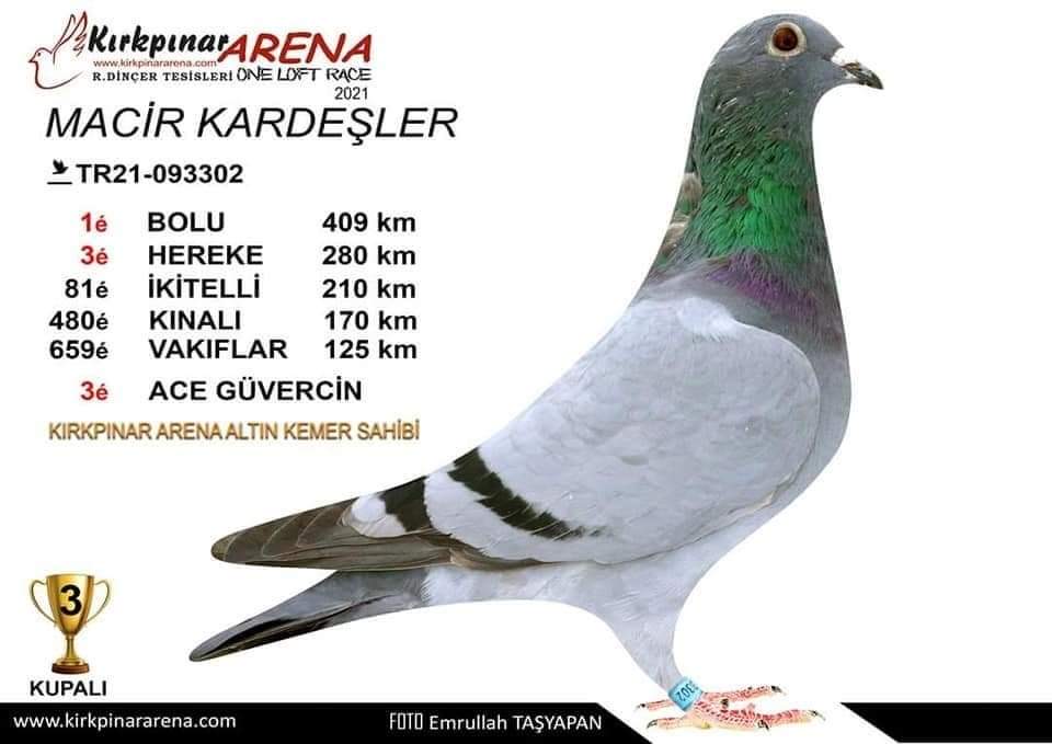 RO22-002399 DİŞİ / A.T.G. FAMILY LOFT ÖZ KARDŞEİ 8. 252 KM YENİDEHIR ARENA 