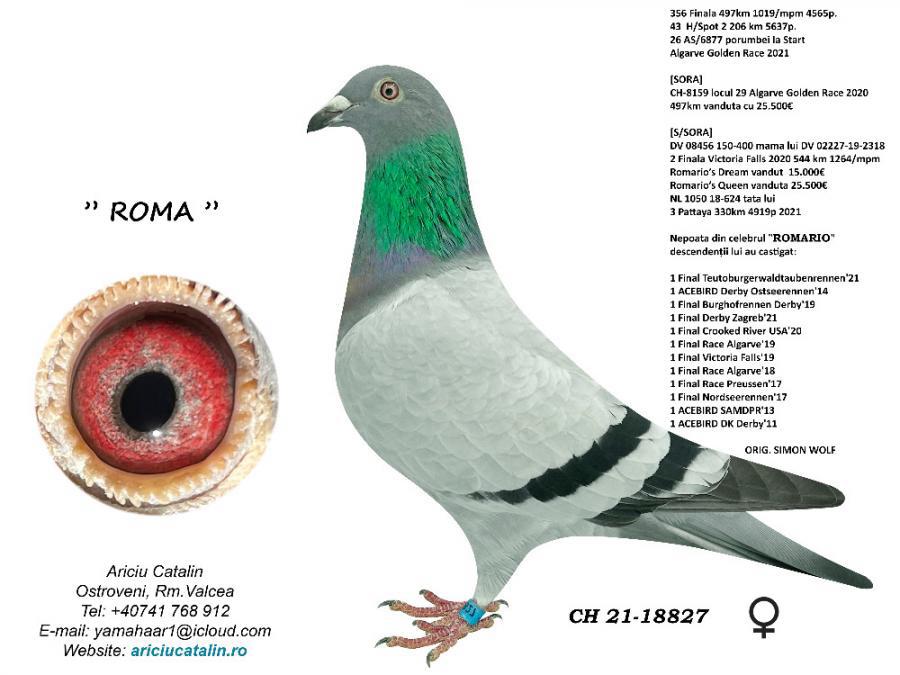 RO23-0417116 DİŞİ / BABASI KING ROMARIO ANNESİ ROMA - INBREED ROMARIO