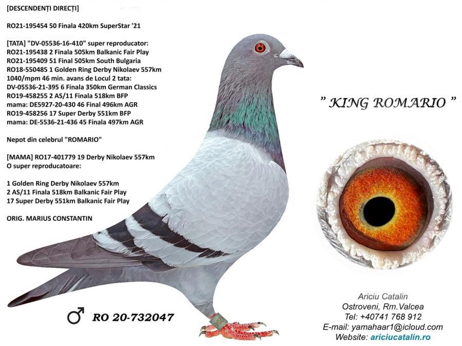 RO23-0417116 DİŞİ / BABASI KING ROMARIO ANNESİ ROMA - INBREED ROMARIO