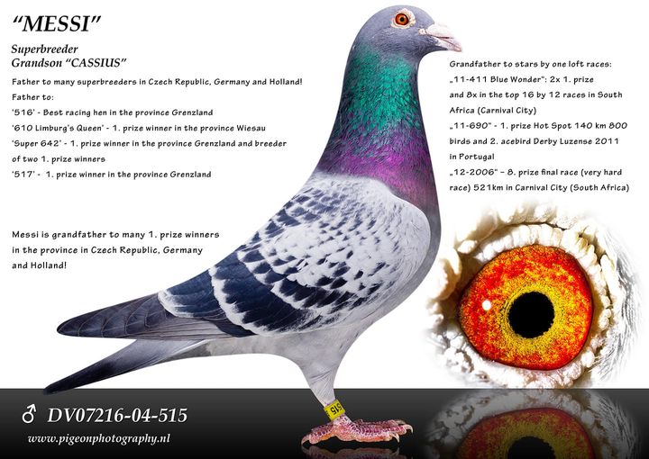 RO24-0505932 DİŞİ / BABASI THOMAS 1 TORUN BABADAN KARDEŞİ 2 AS PIGEON RIMINI