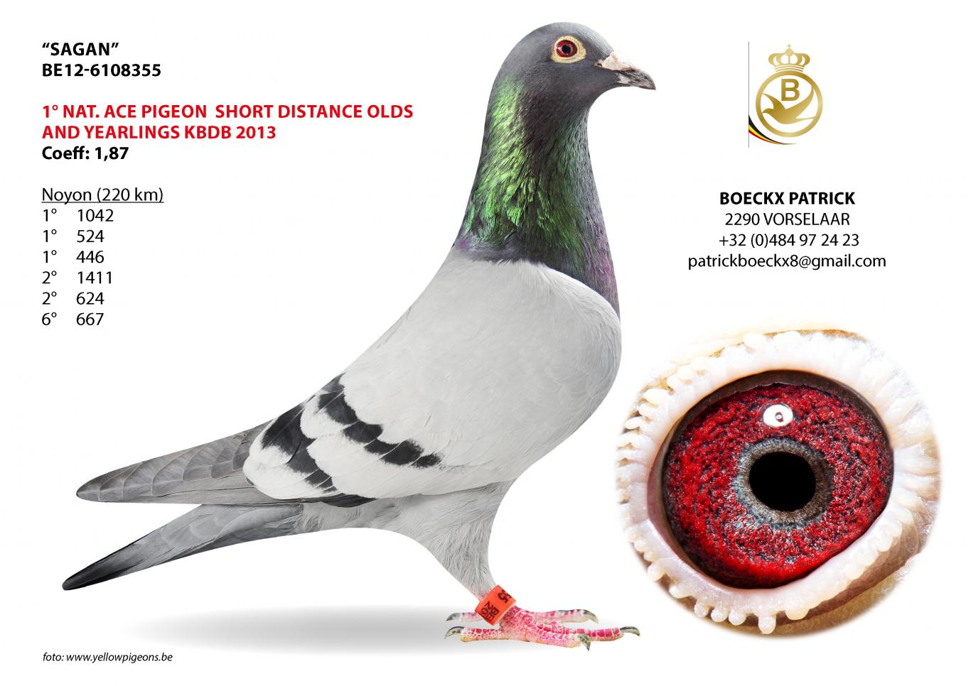 SRB21-2288686 DİŞİ / SAGAN TORUN - 1 NAT ACEBIRD KBDB