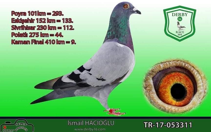 TR18-178006 ERKEK / ALİ AKTAŞ KARDEŞİ DERBY16  9. FİNAL KARDEŞİ 50. FİNAL DERBY16