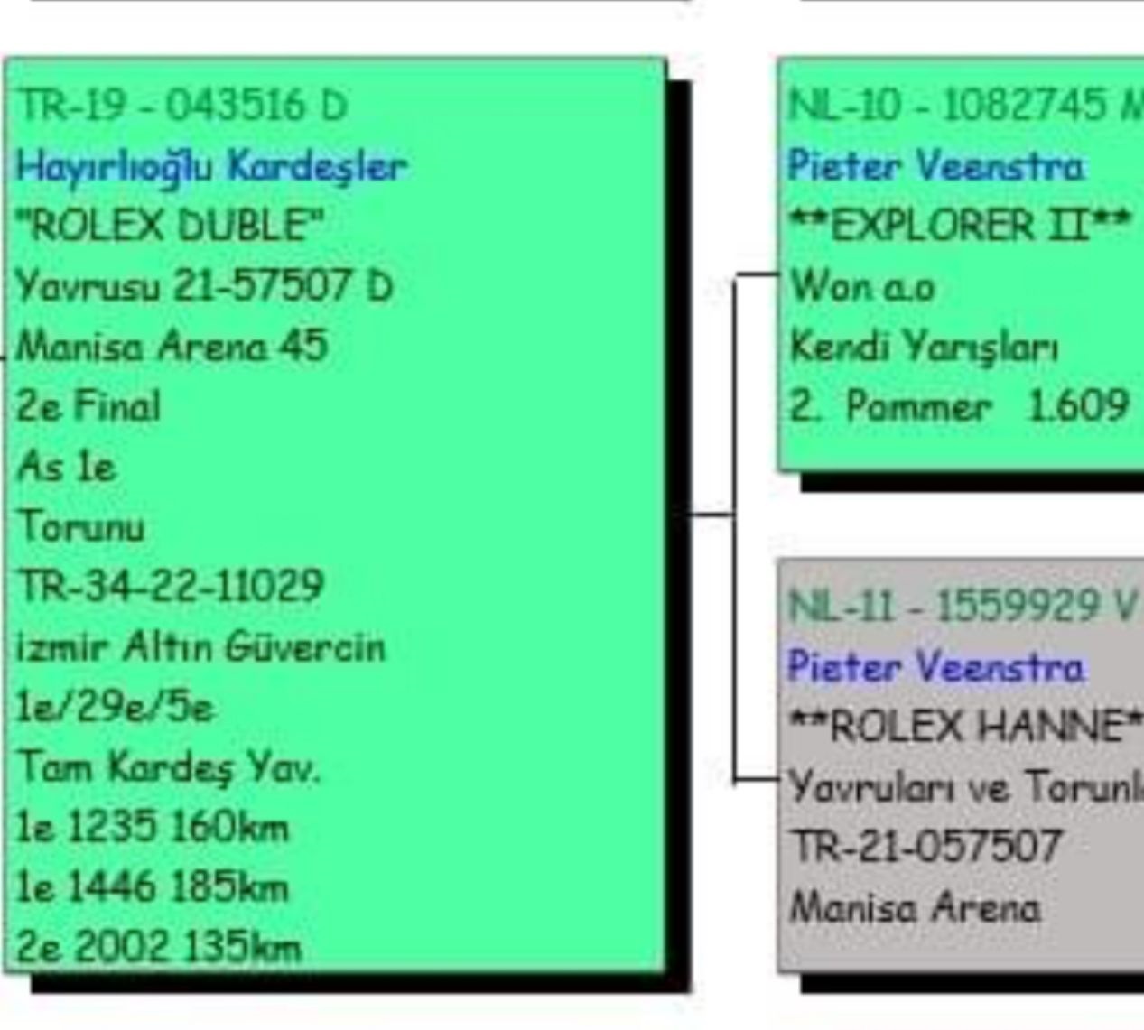 TR19-041927 DİŞİ / INBREED ROLEX KARDEŞİNİN YAVRUSU MANİSA ARENA AS 1 FİNAL 2