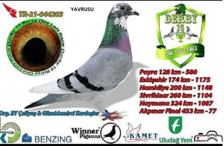 TR19-207001 DIŞI / KENDİSİ AMANOS EXTREM OLR  - 2 500 KM - 5 AS PIGEON 