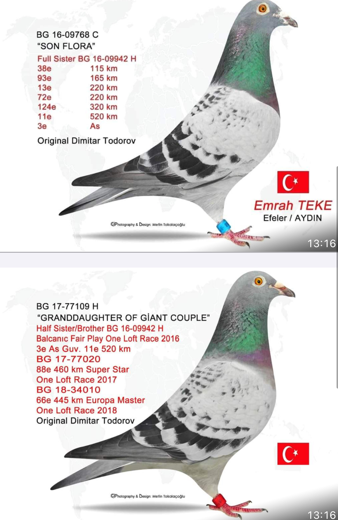 TR20-134313 DİŞİ / EMRAH TEKE KENDİSİ YARIŞMIŞTIR 44. FİNAL RACE 425 KM 