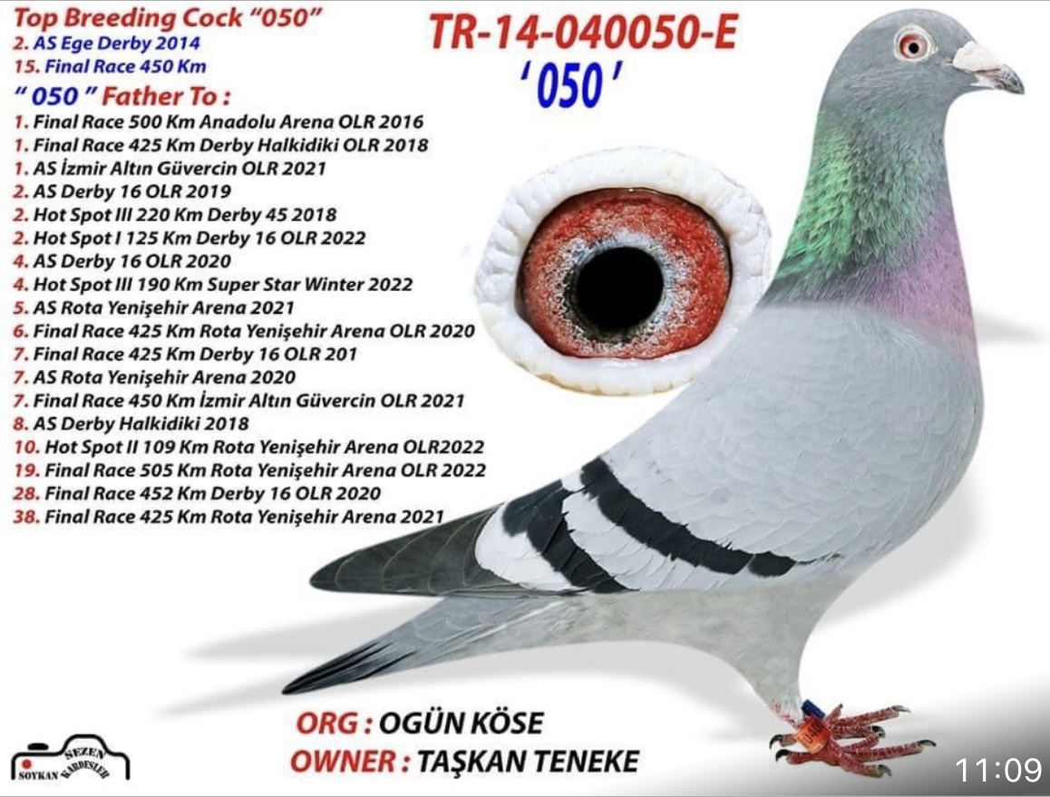 TR21-311504 ERKEK / BABASI MESHUR 050 KARDEŞİ ÖZ KARDEŞİ 65 FİNAL KALIMANCI