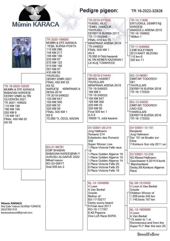 TR22-16-32828 ERKEK /  MÜMIN KARACA - BABADAN KARDEŞ 25 FİNAL IZMIR ALTIN GÜVERCİN