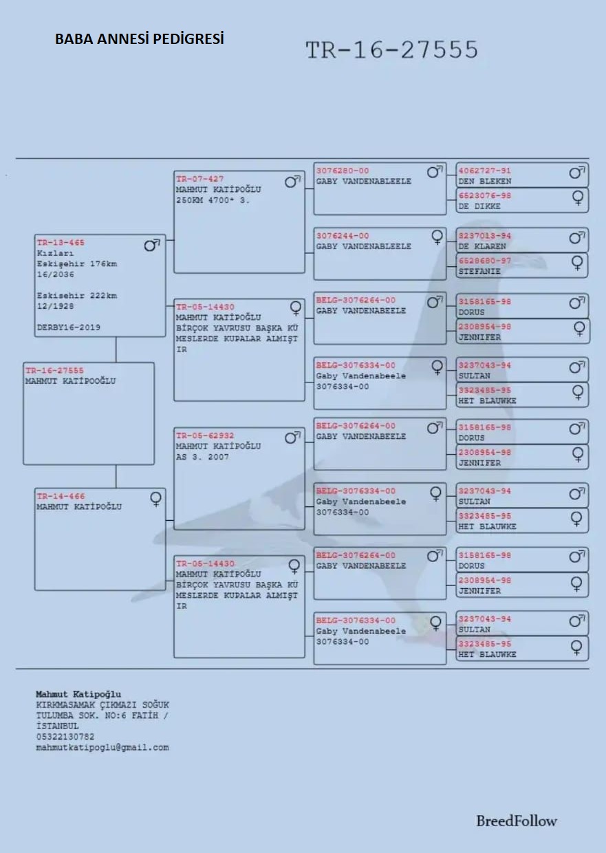 TR22-22-04108 DİŞİ / KENDİSİ YARIŞMIŞTIR . 14. FİNAL 511 KM EDİRNE GOLDEN CUP