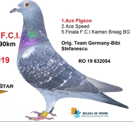 TR22-45-372 ERKEK / BABASI İKİ SUPE AS ' TAN ÇIKMA 1. AS PIGEON SOFIA 