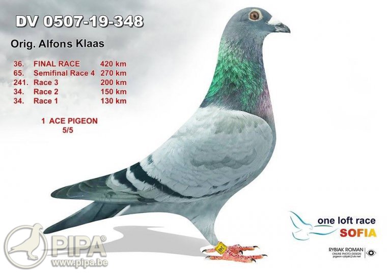 TR22-45-372 ERKEK / BABASI İKİ SUPE AS ' TAN ÇIKMA 1. AS PIGEON SOFIA 