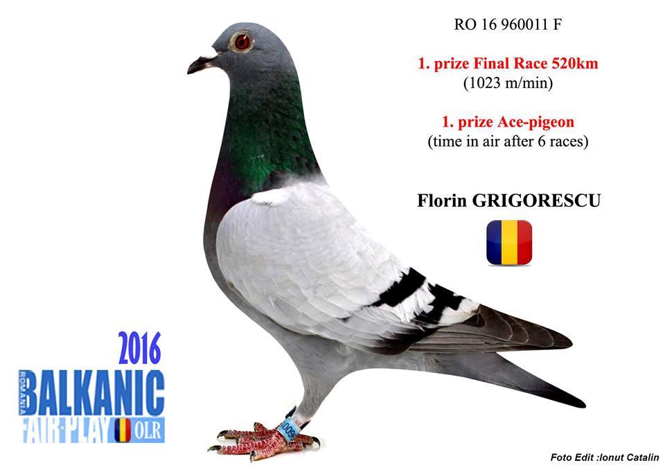 TR22-45-372 ERKEK / BABASI İKİ SUPE AS ' TAN ÇIKMA 1. AS PIGEON SOFIA 