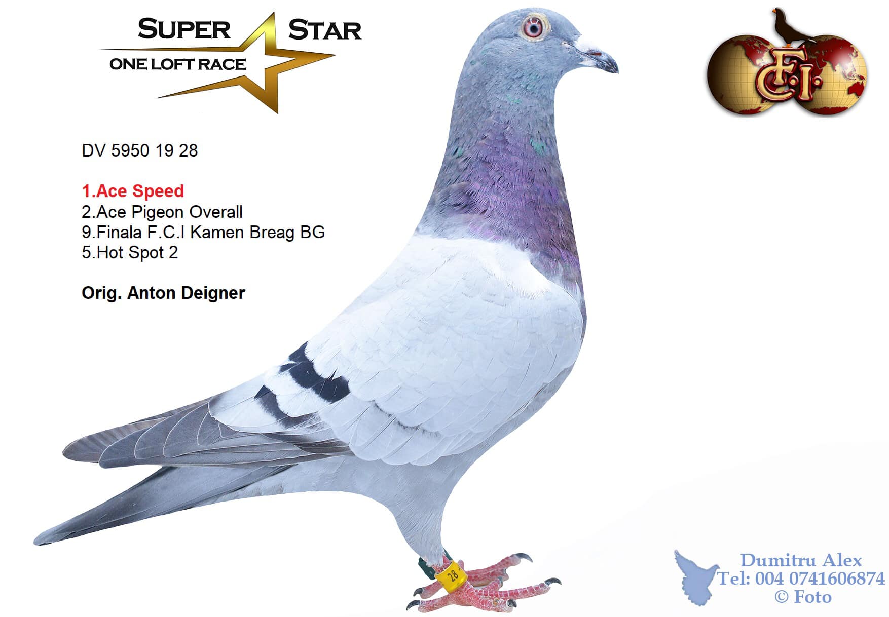 TR22-45-511 ERKEK / BABASI 1. ACE PIGEON ANNESI 1. ACE PIGEON EGER DERBYY