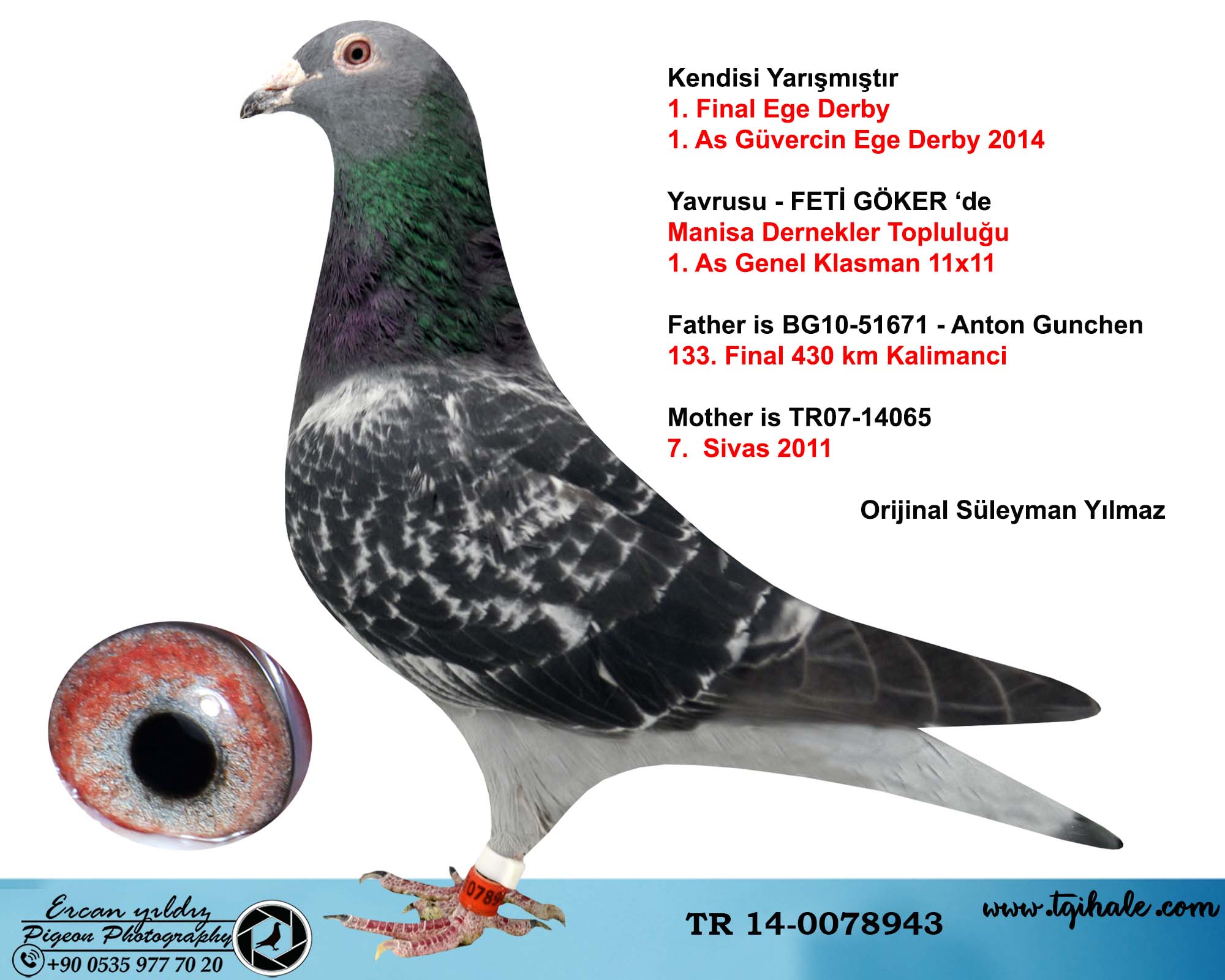 TR22-45-511 ERKEK / BABASI 1. ACE PIGEON ANNESI 1. ACE PIGEON EGER DERBYY