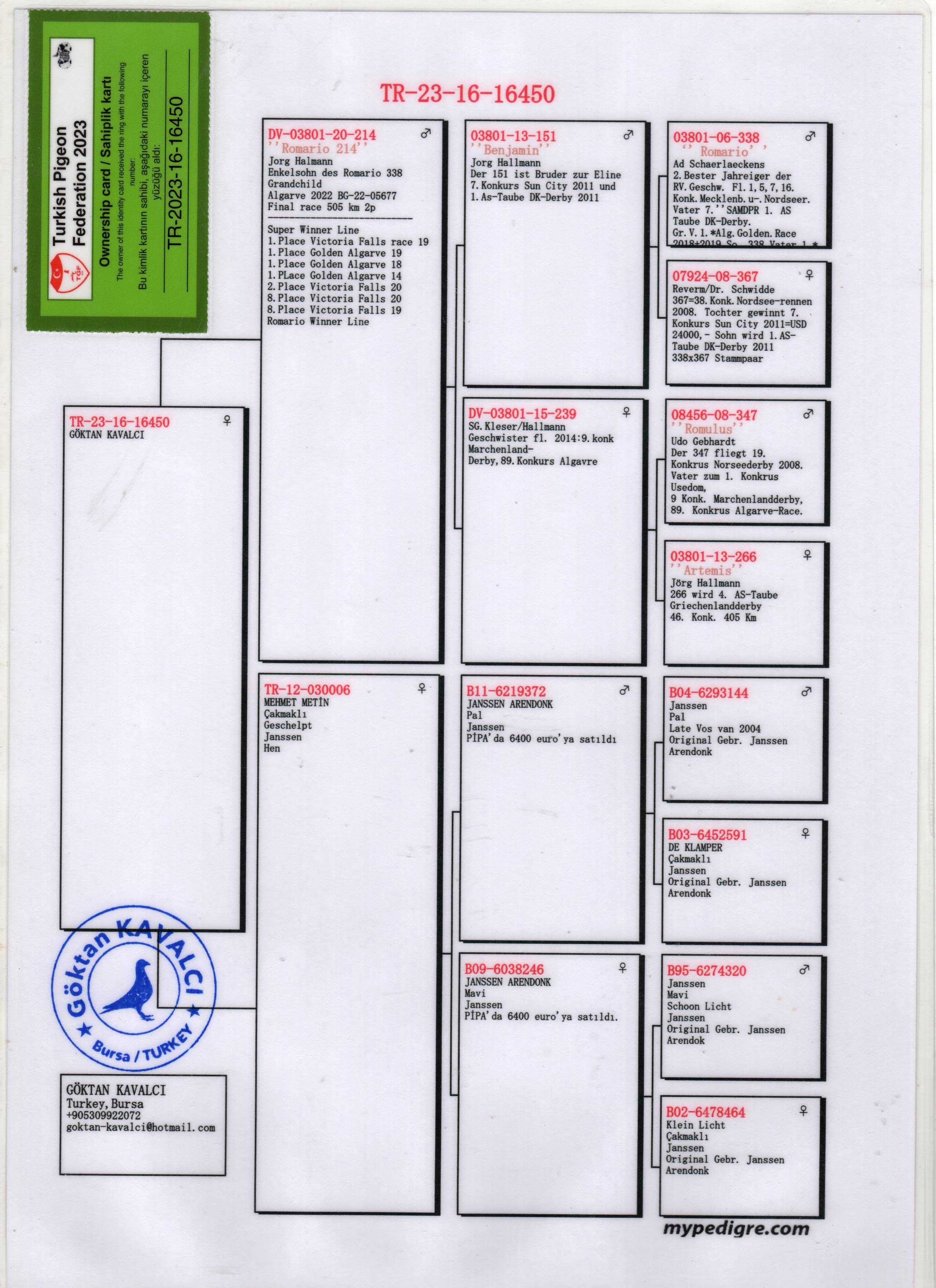 TR23-16-16450 DİŞİ  / BABASI JORG HALLMAN BENJAMIN OGLU ANNESİ JANSSEN % 100