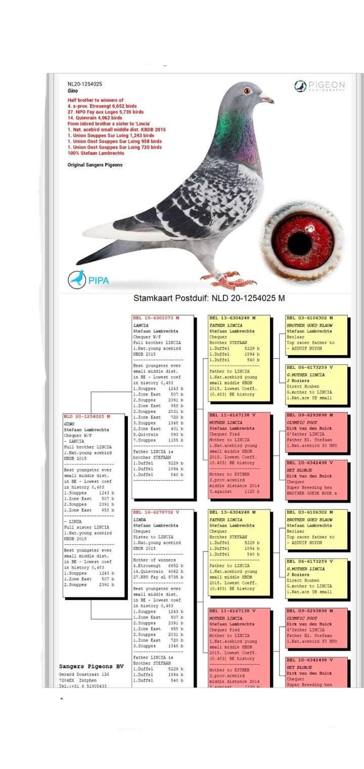 TR23-34-00219 DİŞİ / FİNAL SONRASI  - 11. SEMİ FİNAL - CENGİZ KAYA - YILMAZ - OLCAY