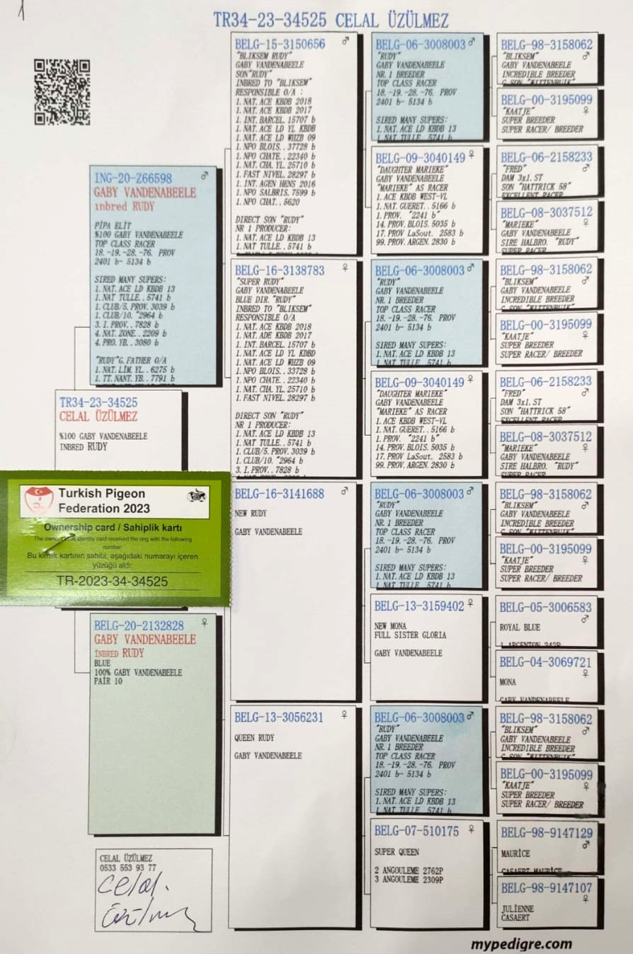 TR23-34-34525 DİŞİ / GABY VANDENABEELE % 100 INBREED RUDY !!