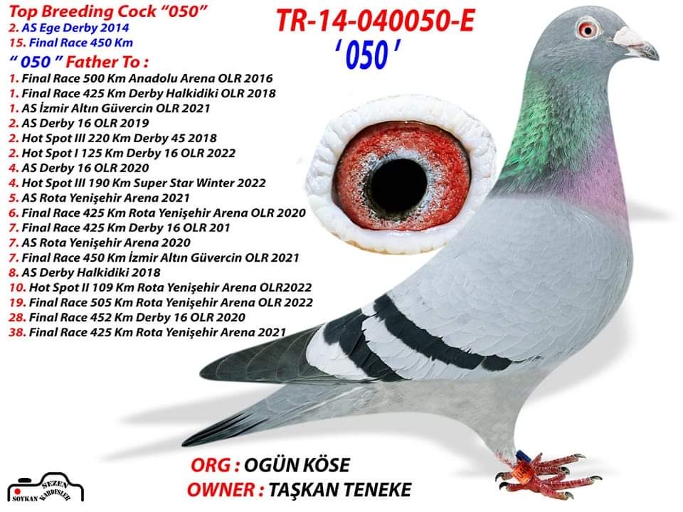 TR23-59-2059 ERKEK / ANNESİ 51 FİNAL KALİMANCİ & 20 AS GÜVERCİN 