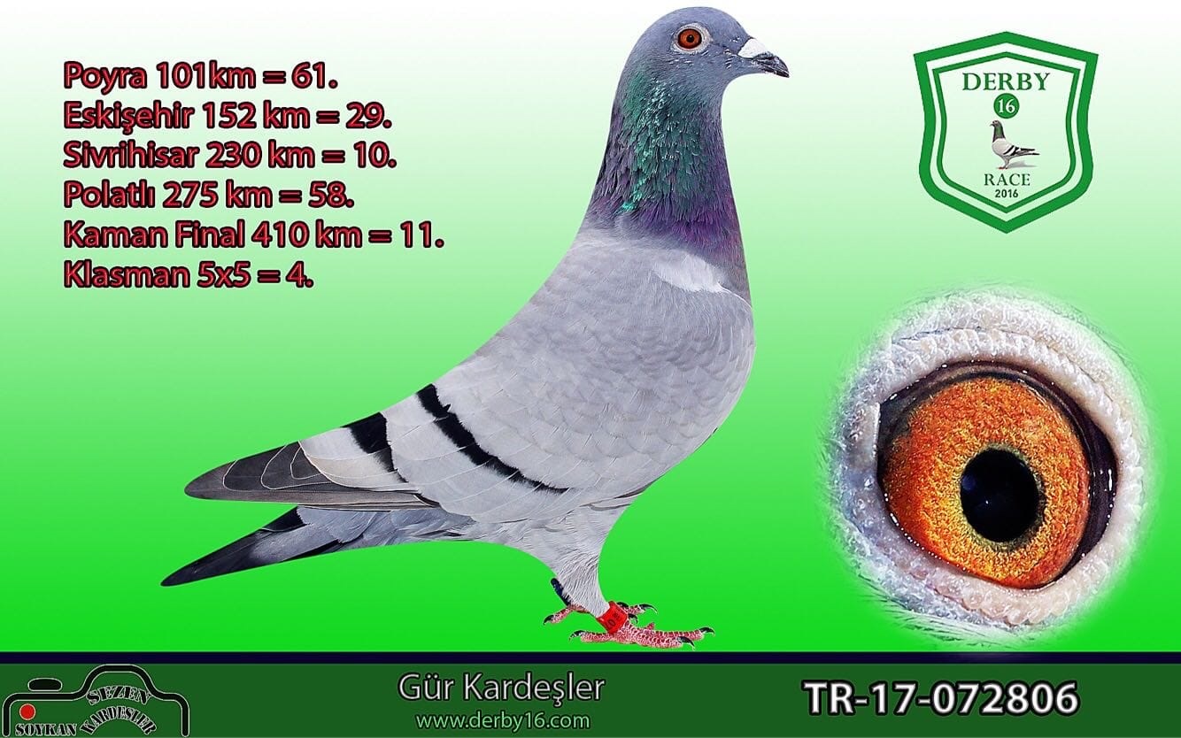 TR23-59-2085 ERKEK / DEDESİ KRAL 