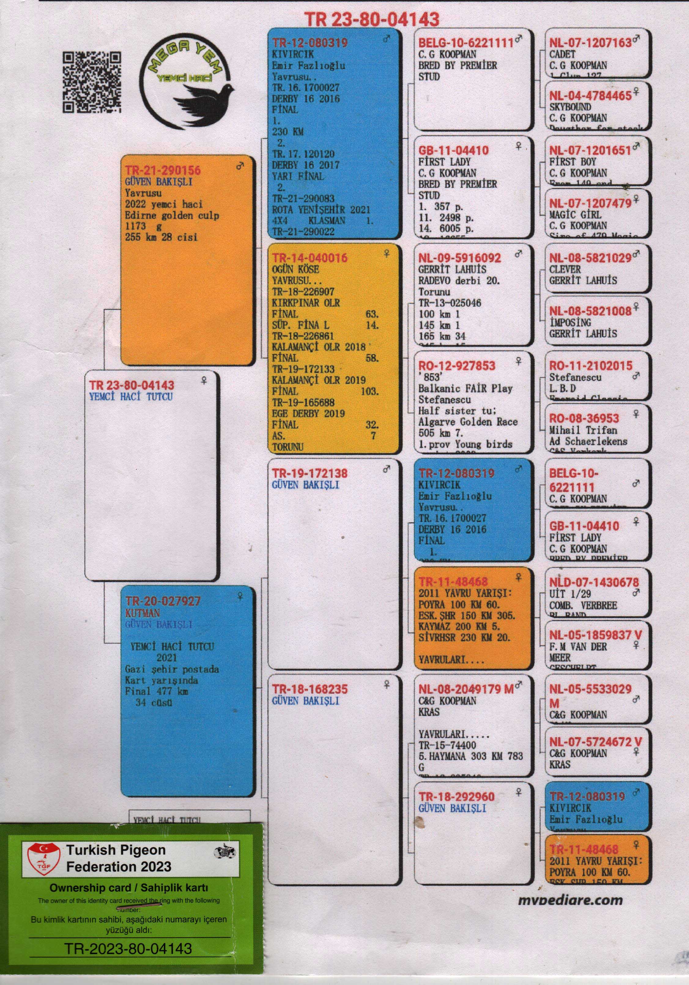 TR23-80-04113 DİŞİ / INBREED KIVIRCIK