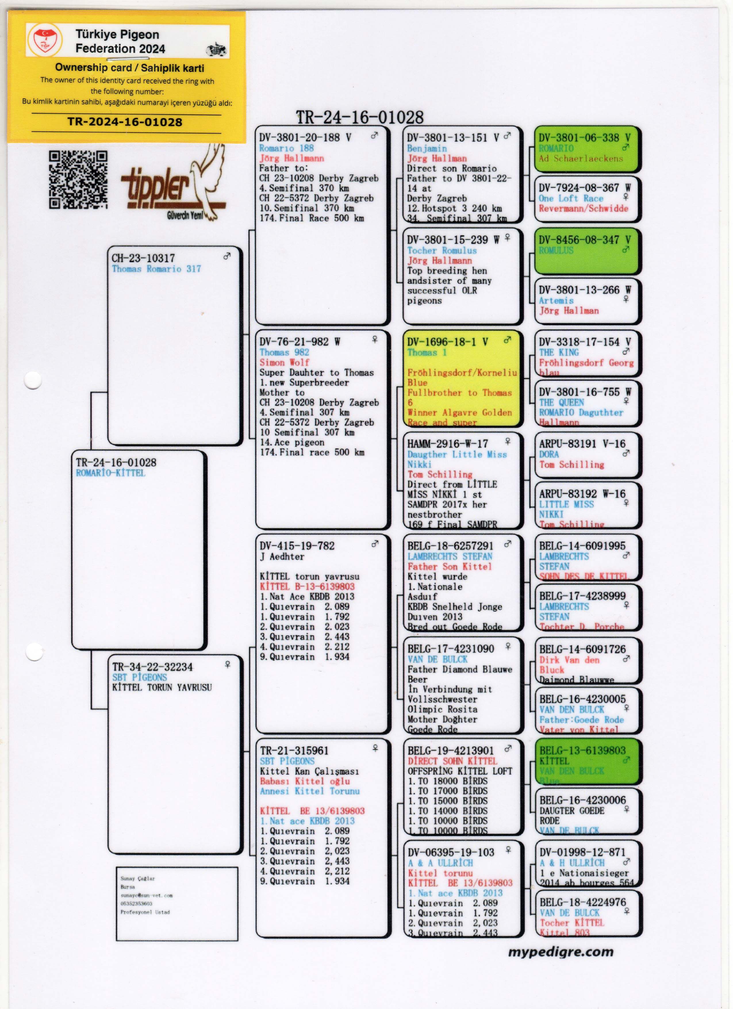 TR24-16-01028 ERKEK / BABASI ROMARIO SOYU ANNESİ KİTTEL SOYU