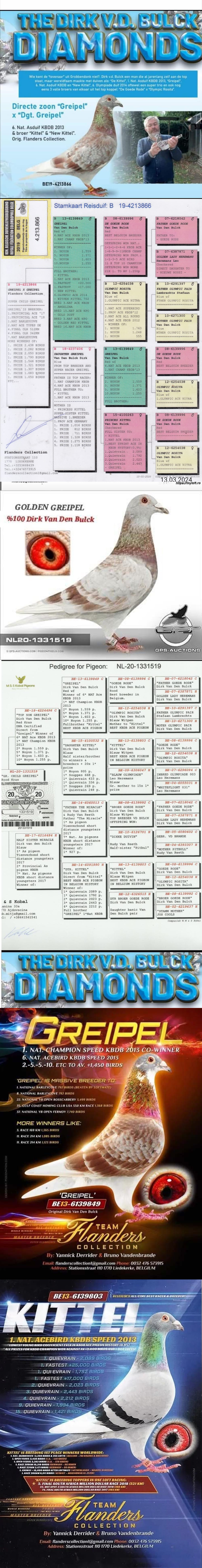 TR24-34-02199 ERKEK / INBREED GREIPEL 