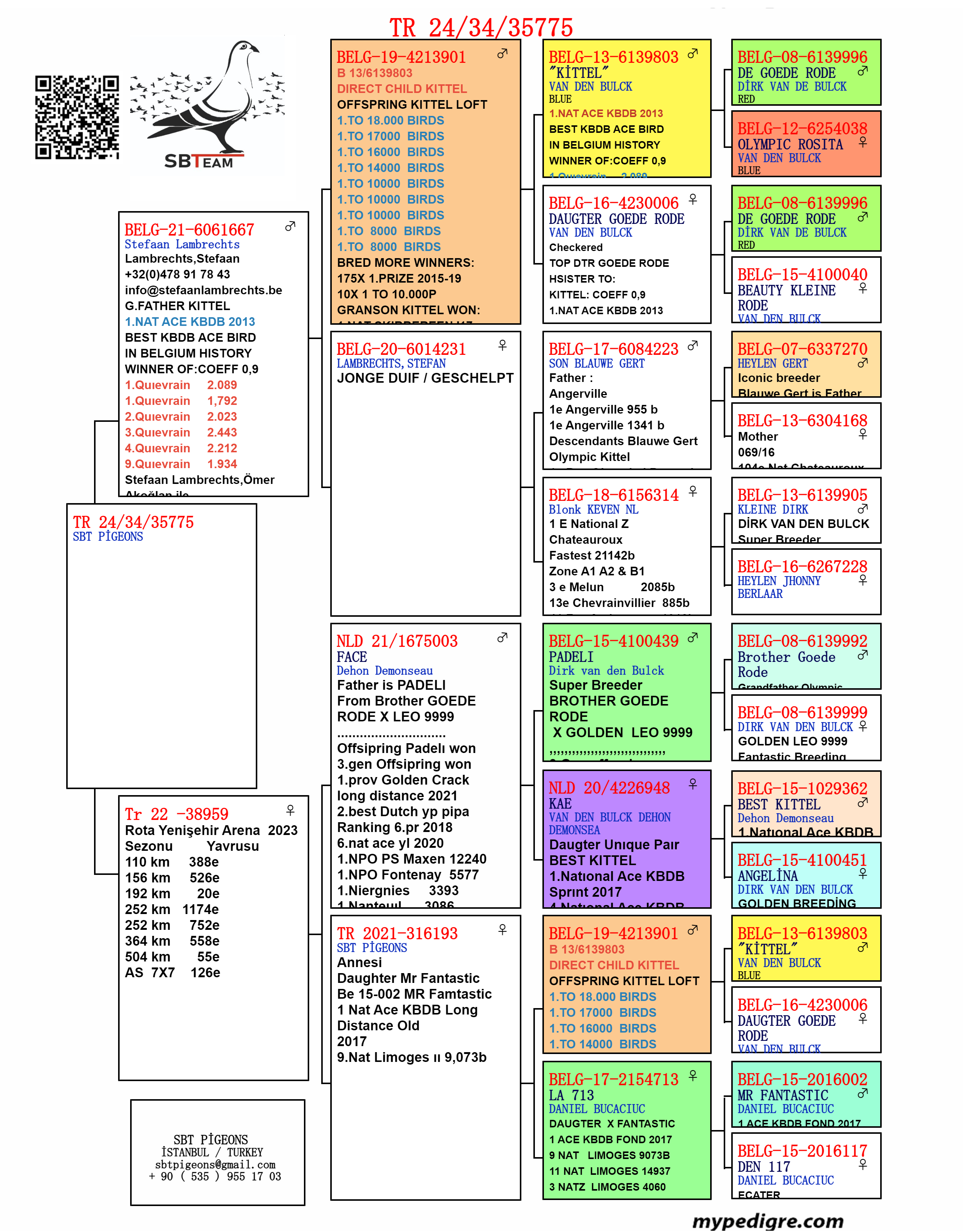 TR24-34-35775 DİŞİ / BABAIS KITTEL TORUNU ANNESİ 55. FİNAL ROTA YENİ ŞEHİR