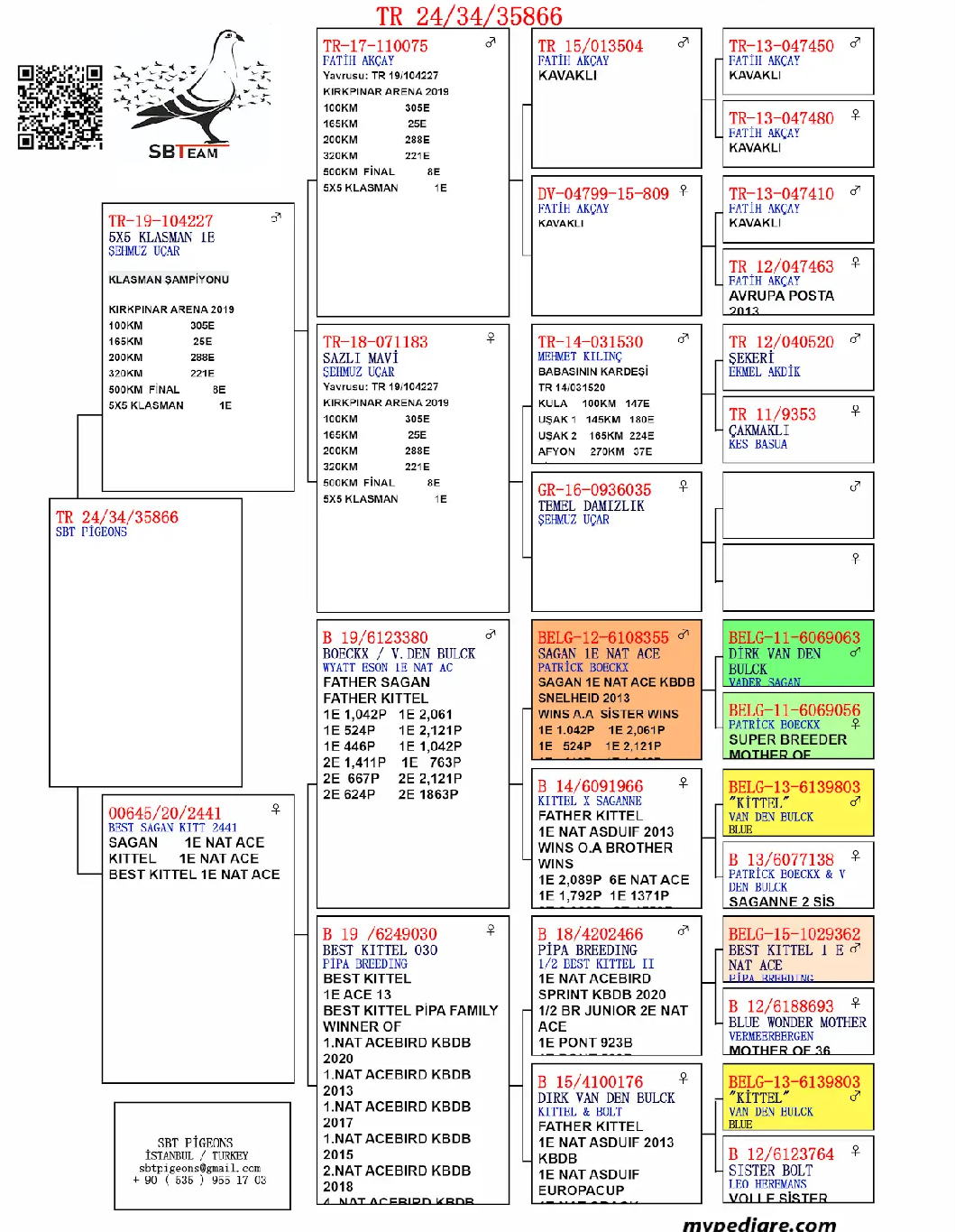 TR24-34-35866 DİŞİ / BABASI 1 AS GÜVERCİN KIRKPINAR