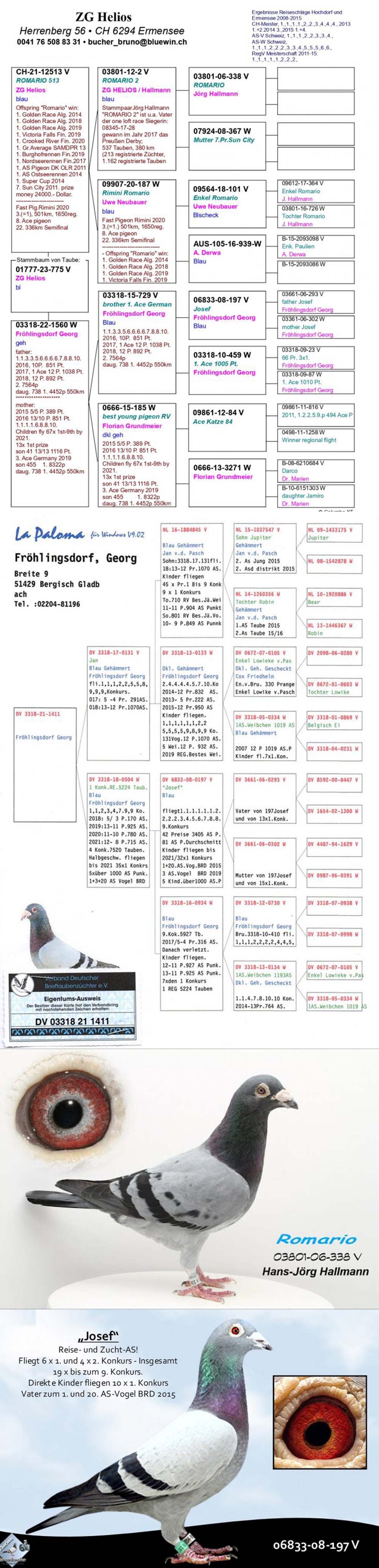 TR24-59-2643 ERKEK / BABASI ROMARIO / ANNESİ INBREED JOSEF 