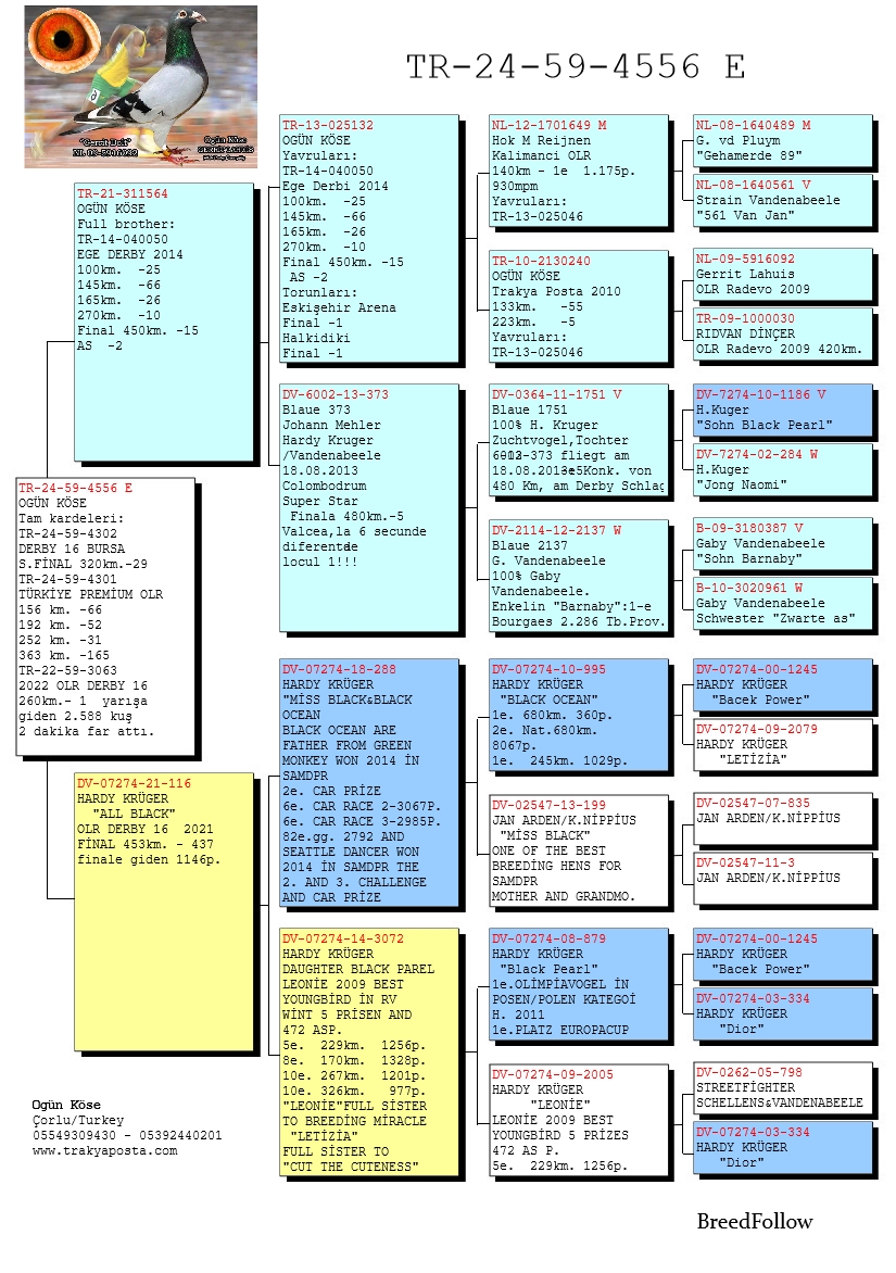 TR24-59-4556 ERKEK / KARDEŞİ 1 260 KM DERBY16 ANENSİ ORJ HARDY KRUGER