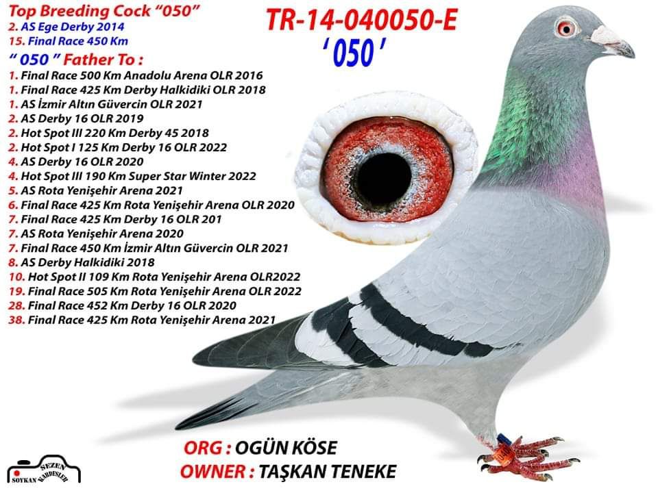 TR24-63-16033 DİŞİ / INBREED 050 